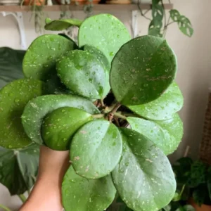 Hoya Obovata Plant 3-6 Inch Tall - Wax Plant - Indoor Plant