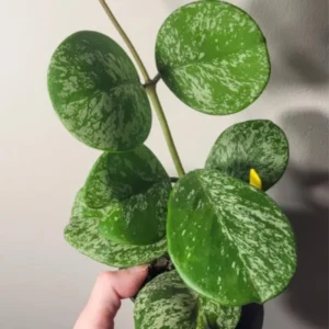 Hoya Obovata Plant 3-6 Inch Tall - Wax Plant - Indoor Plant