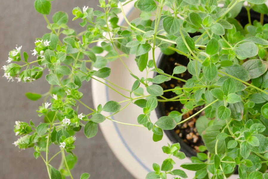 Italian Oregano (Origanum x majoricum)