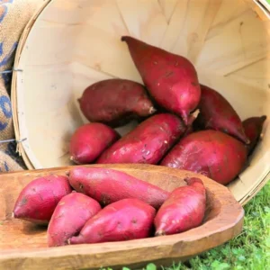 Japanese Red Sweet Potato Slips - 10 Sweet Potato Cuttings for Planting