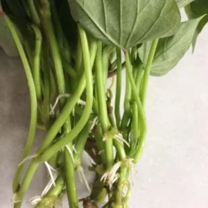 Japanese Red Sweet Potato Slips - 10 Sweet Potato Cuttings for Planting