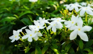 triming jasmine plants