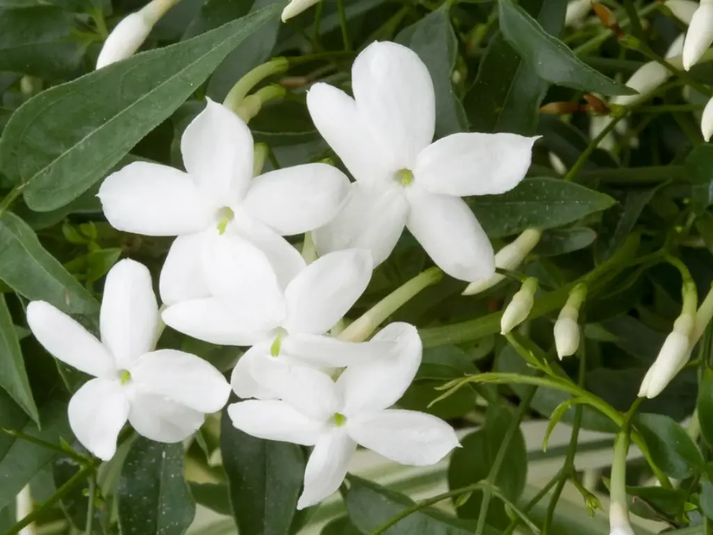Jasmine Grandiflorum (Spanish Jasmine)