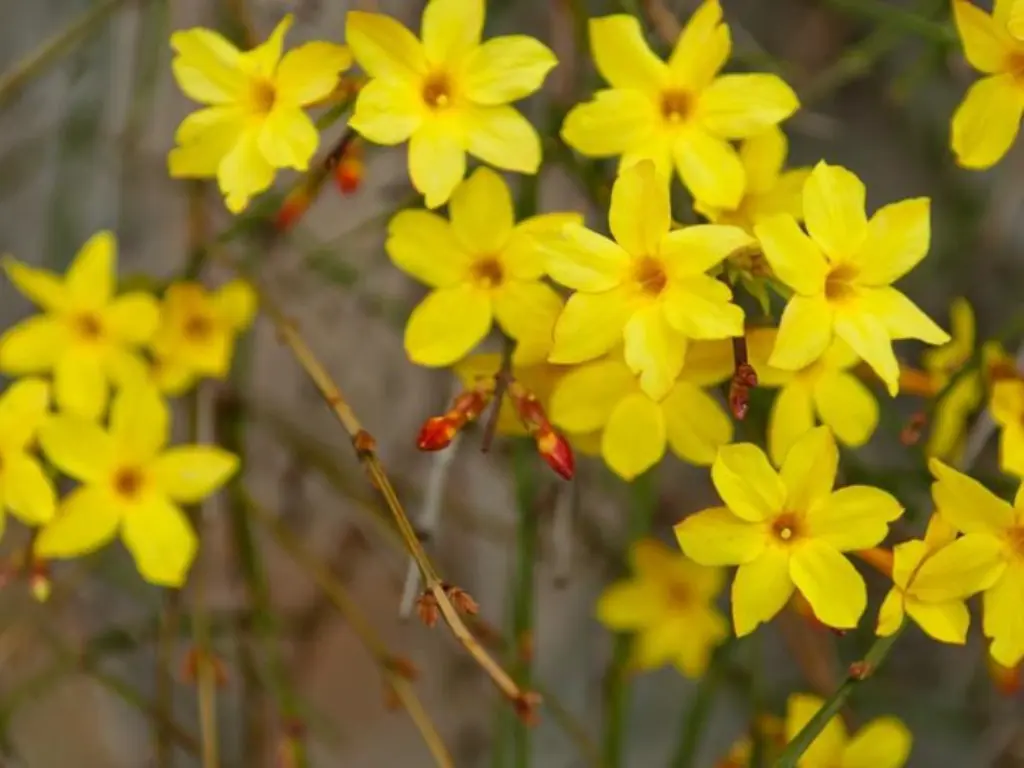 Jasmine Nudiflorum (Winter Jasmine)
