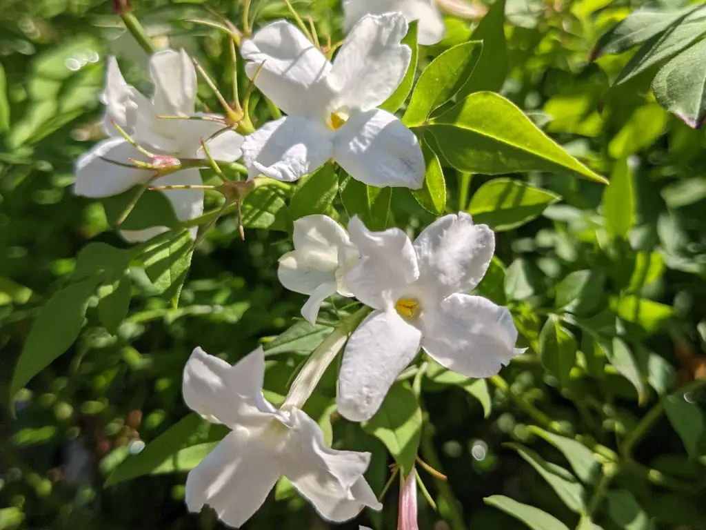 Jasmine Officinale (Common Jasmine)
