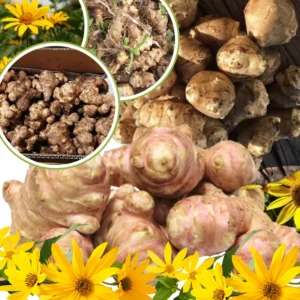 Jerusalem Artichoke Tubers - 6 Pcs Fresh Roots for Planting Outdoors