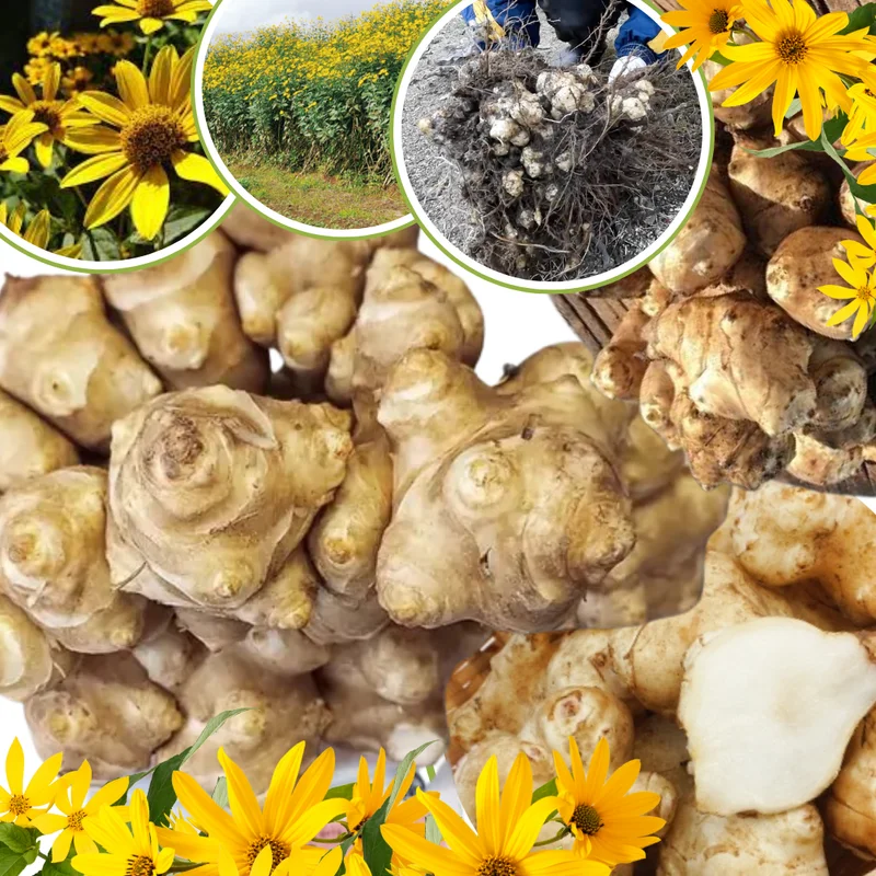 Jerusalem Artichoke Tubers 9 Pcs Live Roots for Planting Sunchokes Sunroots