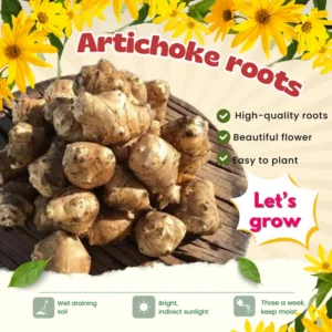 Jerusalem Artichoke Tubers 9 Pcs Live Roots for Planting Sunchokes Sunroots