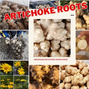 Jerusalem Artichoke Tubers 9 Pcs Live Roots for Planting Sunchokes Sunroots