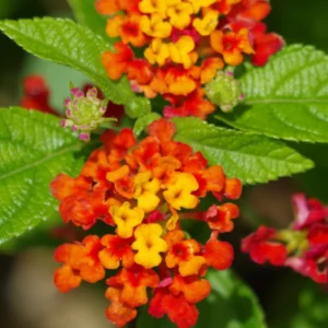 Lantana Plants, 2 Red Live Trailing Plants, Outdoor/Indoor, 5-7 Inch