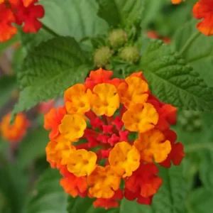 Lantana Plants, 2 Red Live Trailing Plants, Outdoor/Indoor, 5-7 Inch