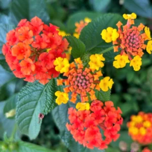 Lantana Plants, 2 Red Live Trailing Plants, Outdoor/Indoor, 5-7 Inch