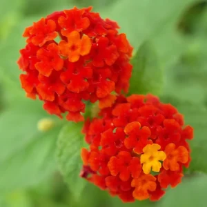 Lantana Plants, 2 Red Live Trailing Plants, Outdoor/Indoor, 5-7 Inch