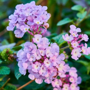 Lantana Plants: Vibrant Flowering Plants, Garden Ready