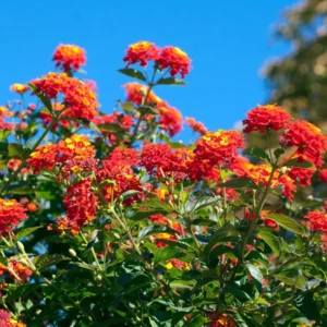 Lantana Plants: Vibrant Flowering Plants, Garden Ready