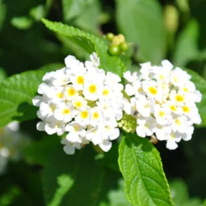 Lantana Plants: Vibrant Flowering Plants, Garden Ready
