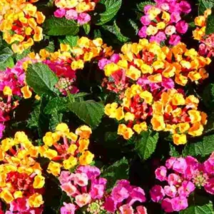 Lantana Plants: Vibrant Flowering Plants, Garden Ready