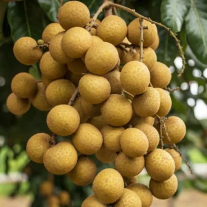 Longan Fruit Tree - Live Plant - 6 to 10 Inch Tall - Grow Your Own Fruit