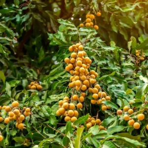 Longan Fruit Tree - Live Plant - 6 to 10 Inch Tall - Grow Your Own Fruit