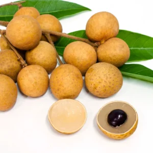 Longan Tree Live Plant - 2-3 ft Sweet Fruit Tree - Outdoor Planting