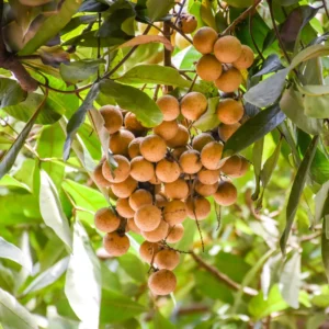 Longan Tree Live Plant - 2-3 ft Sweet Fruit Tree - Outdoor Planting