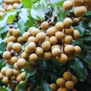 Longan Tree Live Plant - 2-3 ft Sweet Fruit Tree - Outdoor Planting