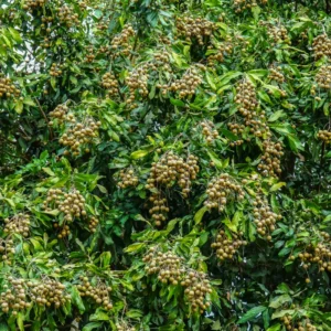 Longan Tree Live Plant - 2-3 ft Sweet Fruit Tree - Outdoor Planting