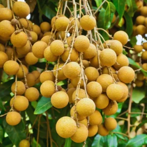 Longan Tree Live Plant - 2-3 ft Sweet Fruit Tree - Outdoor Planting