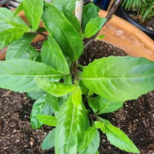 Longevity Spinach Plant - 4-6 Inch Bareroot - Nutritious Greens