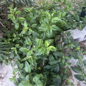 Longevity Spinach Plant - 4-6 Inch Bareroot - Nutritious Greens