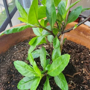 Longevity Spinach Plant - 4-6 Inch Bareroot - Nutritious Greens