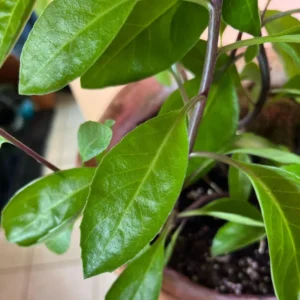 Longevity Spinach Plant - 4-6 Inch Bareroot - Nutritious Greens