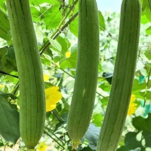 Luffa Gourd Seeds - 20 Count - Grow Natural Sponges