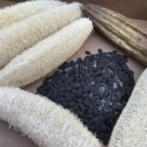 Luffa Gourd Seeds - 20 Count - Grow Natural Sponges
