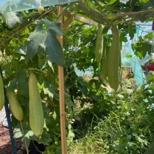 Luffa Gourd Seeds - 20 Count - Grow Natural Sponges