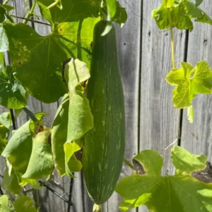 Luffa Gourd Seeds - 20 Count - Grow Natural Sponges