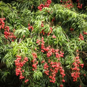 Lychee Fruit Tree Live Plant - Sweet Lychee Tree 3 Gallon - Outdoor Gardening
