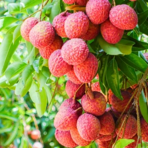 Lychee Fruit Tree Live Plant - Sweet Lychee Tree 3 Gallon - Outdoor Gardening