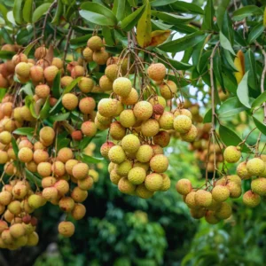Lychee Fruit Tree Live Plant - Sweet Lychee Tree 3 Gallon - Outdoor Gardening