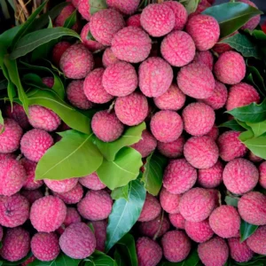 Lychee Tree - 3 Gallon Potted Grafted Tree - 3-4 Ft Tall Tropical Fruit Tree