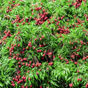 Lychee Tree - 3 Gallon Potted Grafted Tree - 3-4 Ft Tall Tropical Fruit Tree