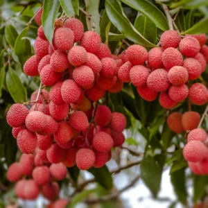 Lychee Tree - 3 Gallon Potted Grafted Tree - 3-4 Ft Tall Tropical Fruit Tree