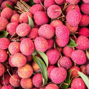 Lychee Tree - 3 Gallon Potted Grafted Tree - 3-4 Ft Tall Tropical Fruit Tree