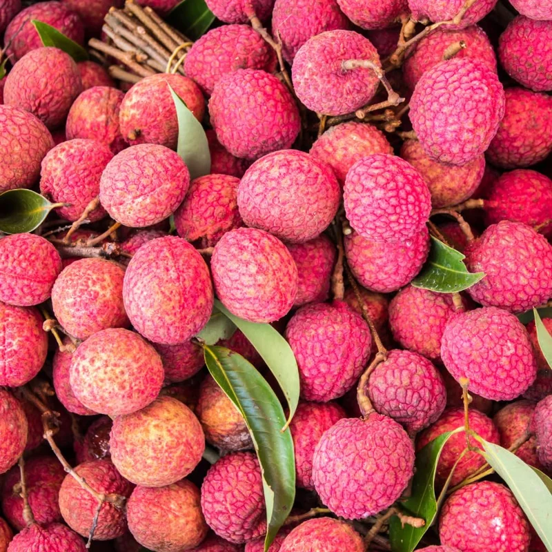 Lychee Tree - 3 Gallon Potted Grafted Tree - 3-4 Ft Tall Tropical Fruit Tree