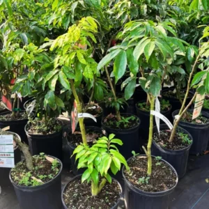 Lychee Tree - 3 Gallon Potted Grafted Tree - 3-4 Ft Tall Tropical Fruit Tree