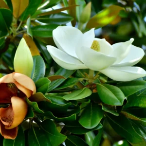 Magnolia Tree Live Plant - Southern Magnolia Plant, 8-12 Inches Tropical Shrub