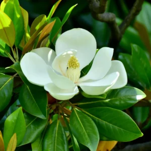 Magnolia Tree Live Plant - Southern Magnolia Plant, 8-12 Inches Tropical Shrub
