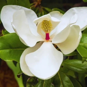 Magnolia Tree Live Plant - Southern Magnolia Plant, 8-12 Inches Tropical Shrub