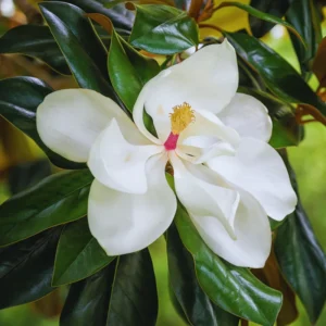 Magnolia Tree Live Plant - Southern Magnolia Plant, 8-12 Inches Tropical Shrub