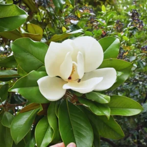 Magnolia Tree Live Plant - Southern Magnolia Plant, 8-12 Inches Tropical Shrub